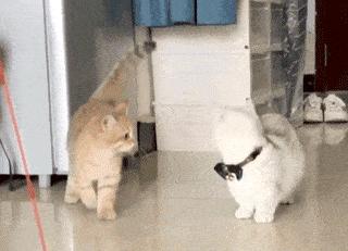 给猫咪洗澡有哪些注意事项,给猫咪洗澡的七个注意与十个步骤