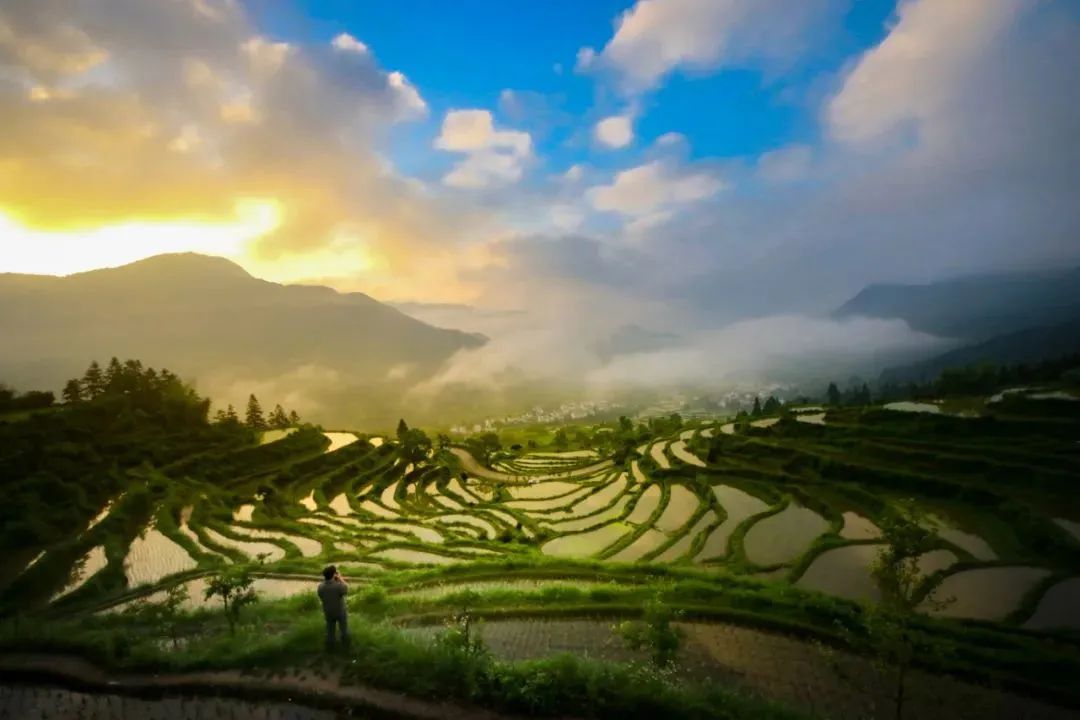 希望的田野获奖,获金奖希望的田野