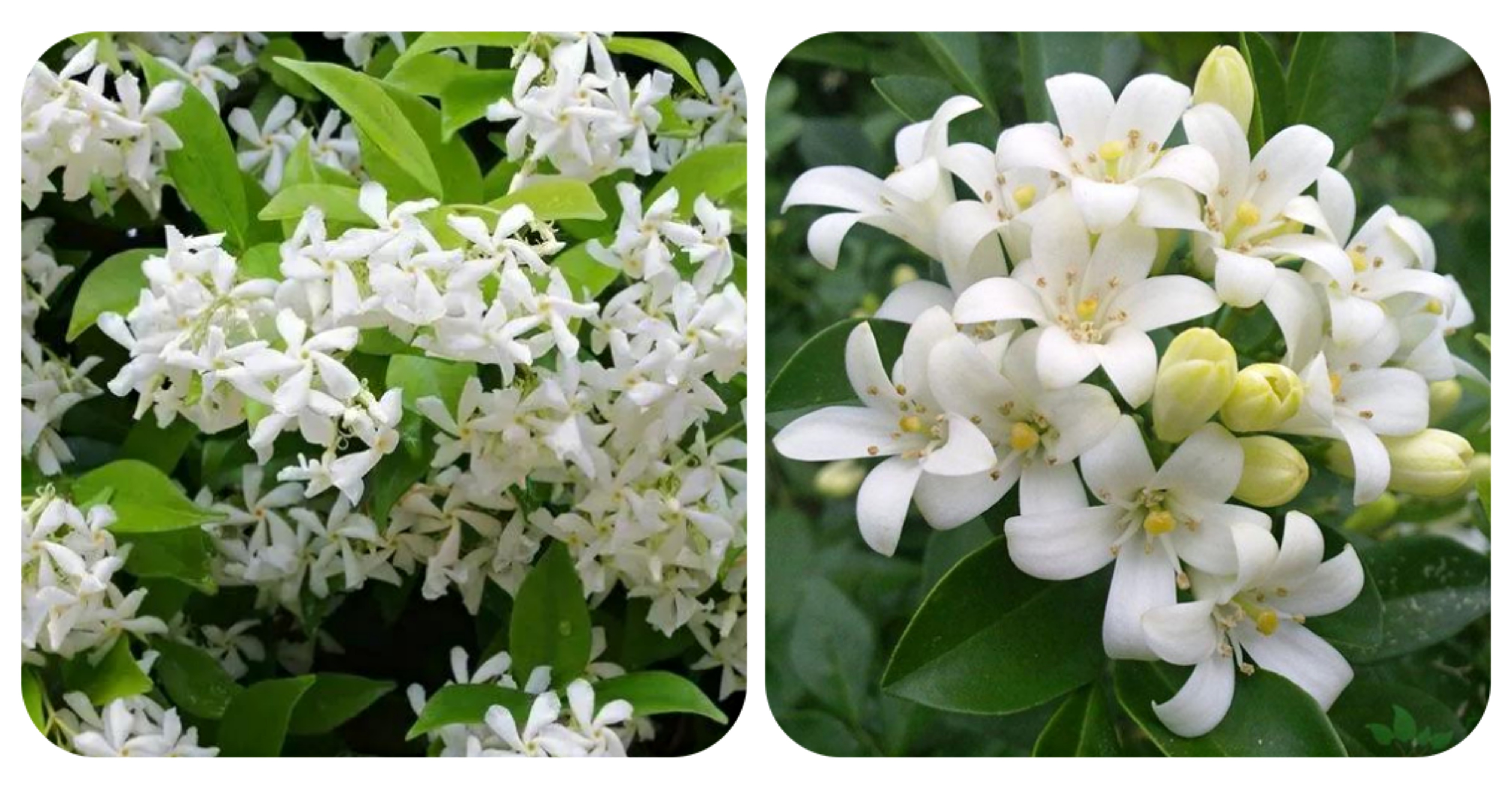 视觉盛宴五种赏花名花供您选择,春天十种最美的花介绍