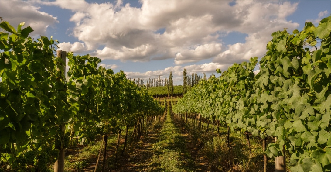 巴西迎来新的黄金一代,巴西圣罗拉起泡酒
