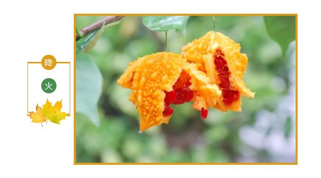 翡翠黄瓜冰糖葫芦,翡翠黄瓜和田玉