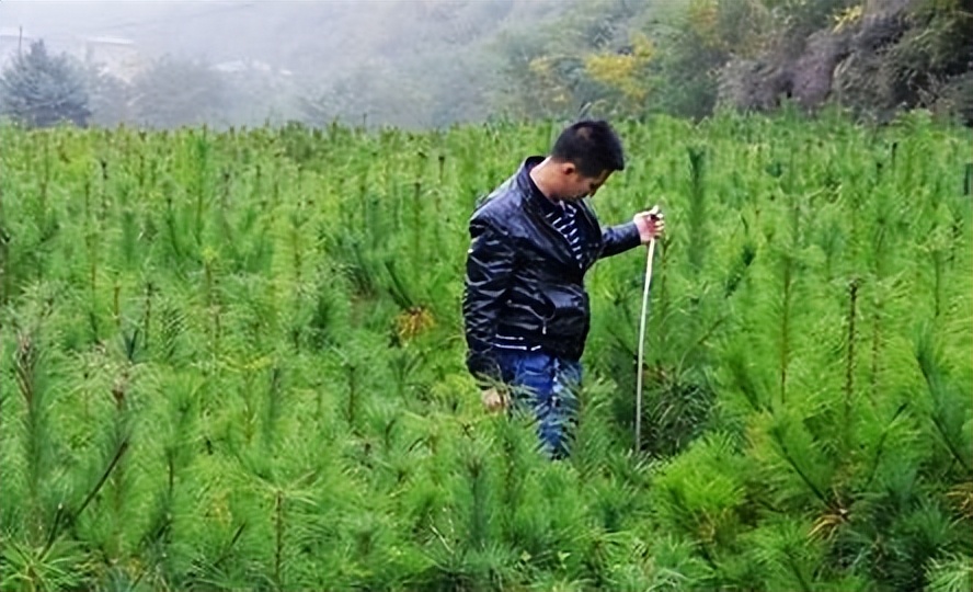 利用林业资源带动经济发展的举措,利用与发展