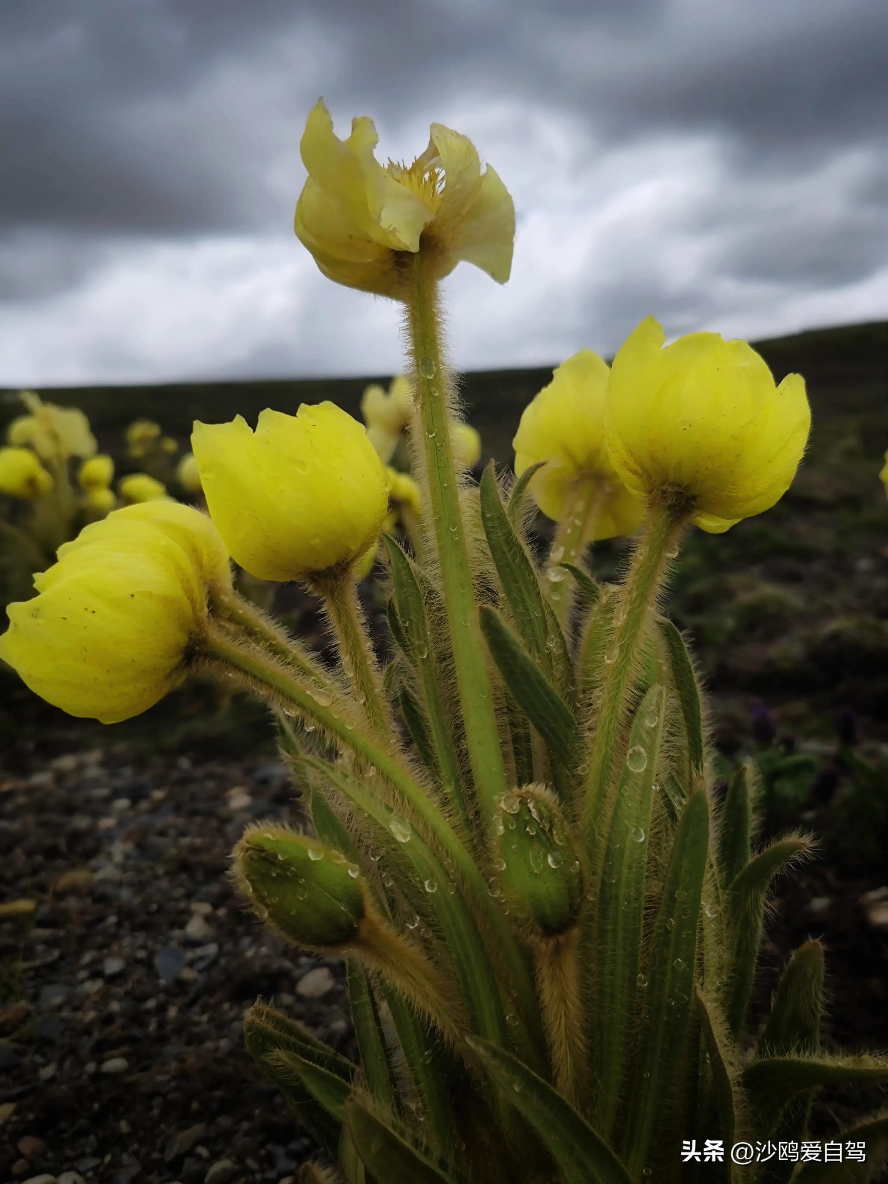 西藏自驾游三大圣湖,自驾西藏行摄之旅米堆冰川