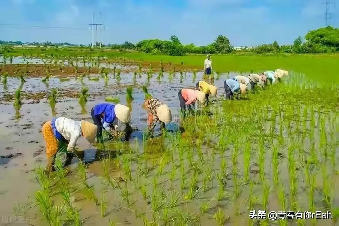 怎么考取新型职业农民证书,新型职业农民证书含金量