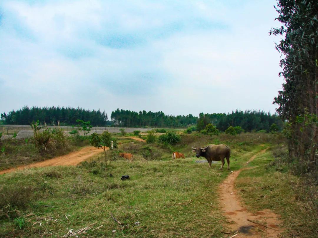 海南近两年的趋势走向,海南新趋势