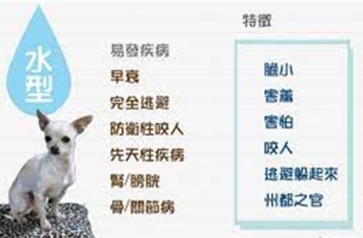 给狗做针灸的视频,带狗去针灸