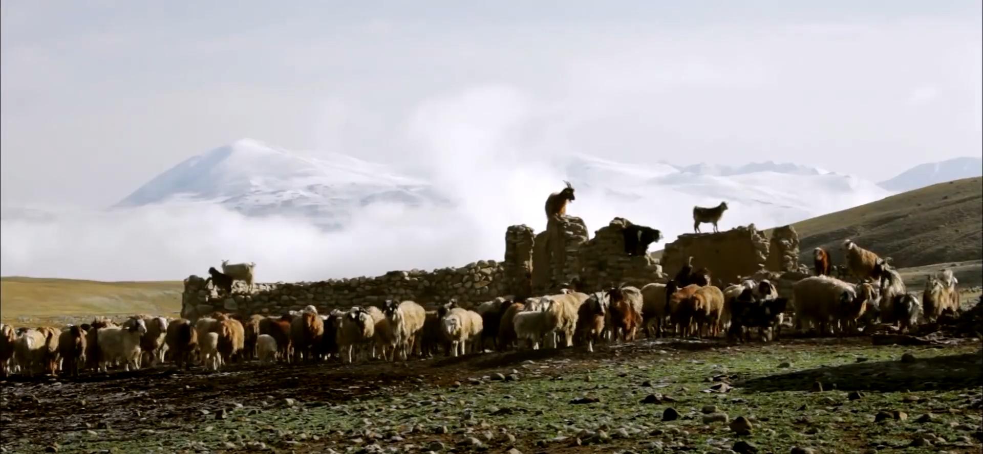 吉尔吉斯人：用100头羊换老婆，没羊男人只能孤独终老