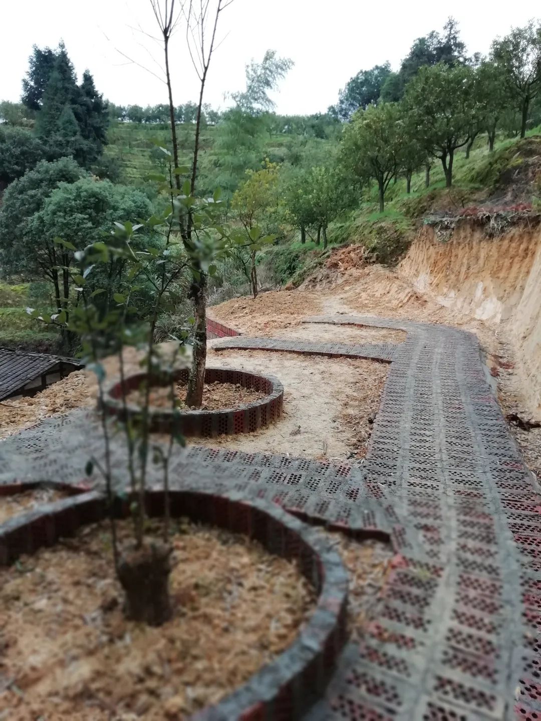 找回老种子,找回遗珠