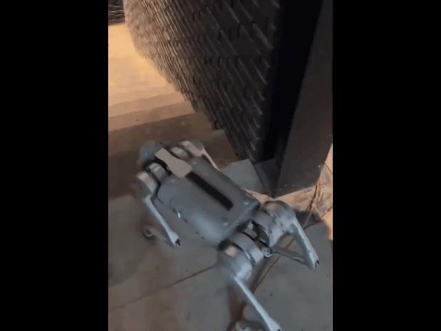 遛机械狗兼职,遛机械狗