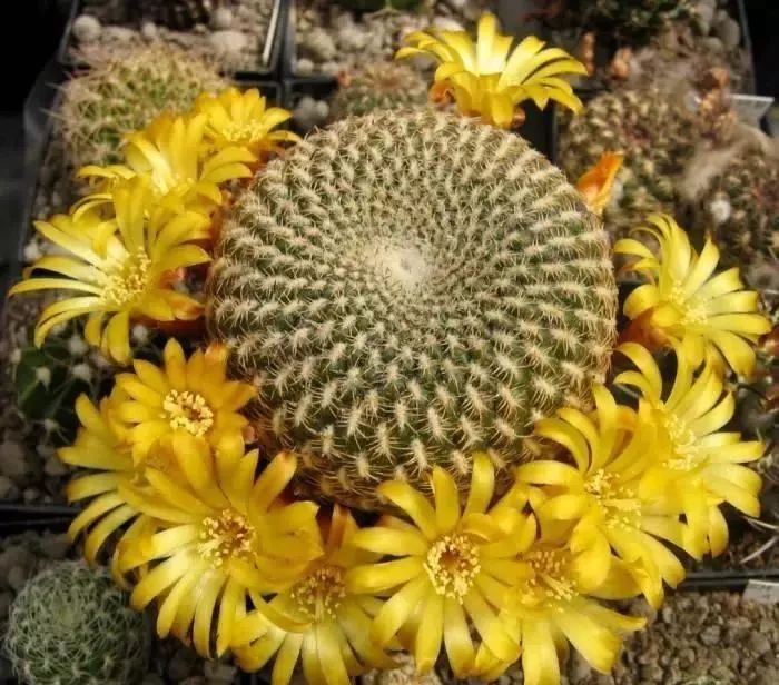 200种·仙人球开花图鉴，大开眼界，美到爆