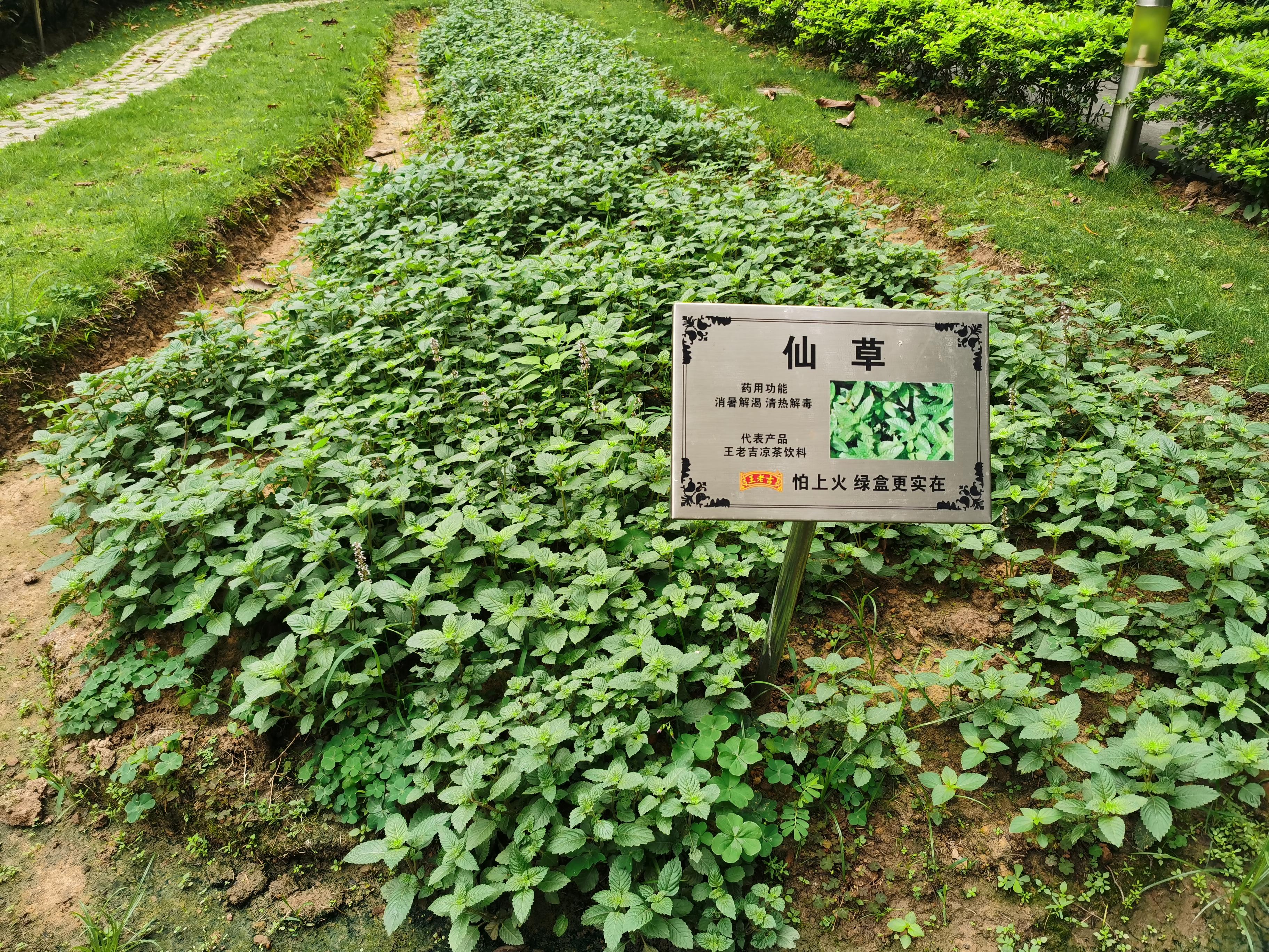 广东二十四味凉茶老字号,凉茶植物饮料王老吉