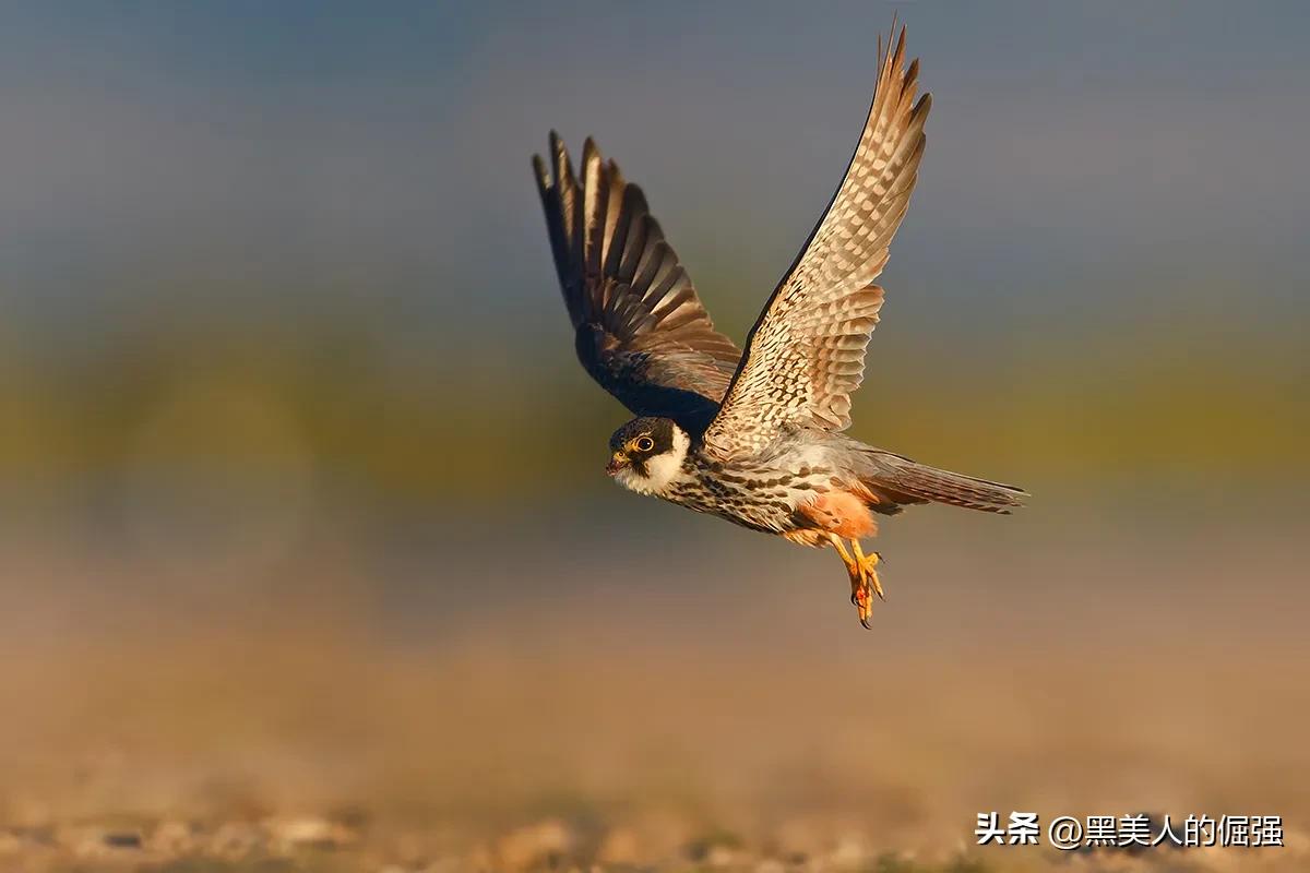 大学生因掏鸟窝被判有期徒刑十年,父亲坚持上诉五年,是错判吗