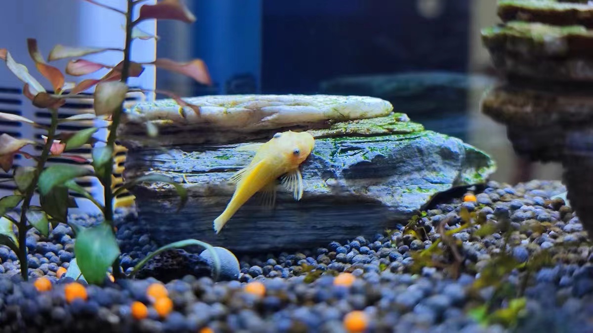 用河沙过滤可以解决鱼缸黄水吗,用土霉素鱼缸黄水了需要处理吗