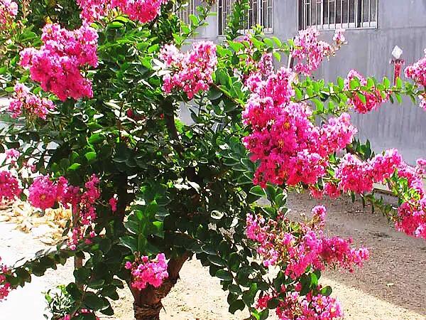 大花紫薇枝叶,紫薇大花的照片