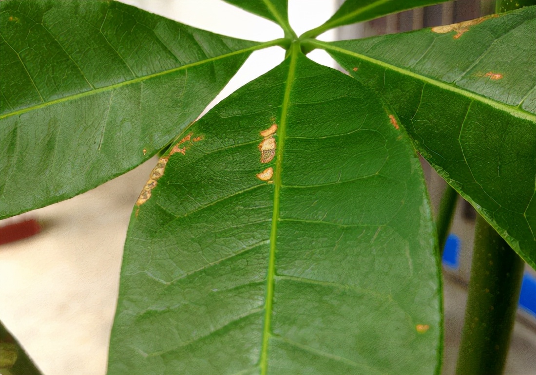 发财树病虫害图解大全,发财树都有哪些病虫害