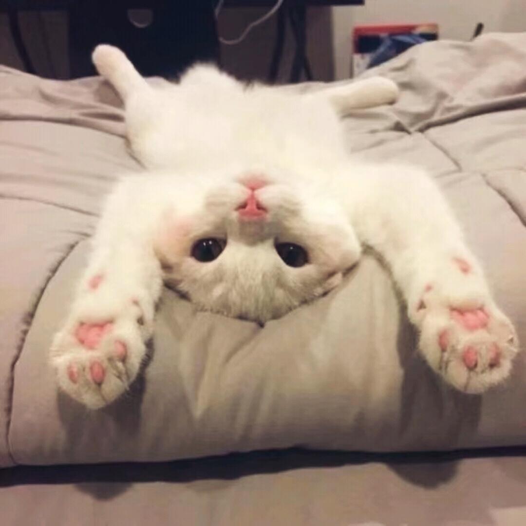 萌萌小猫头像大全可爱,动物头像猫咪可爱