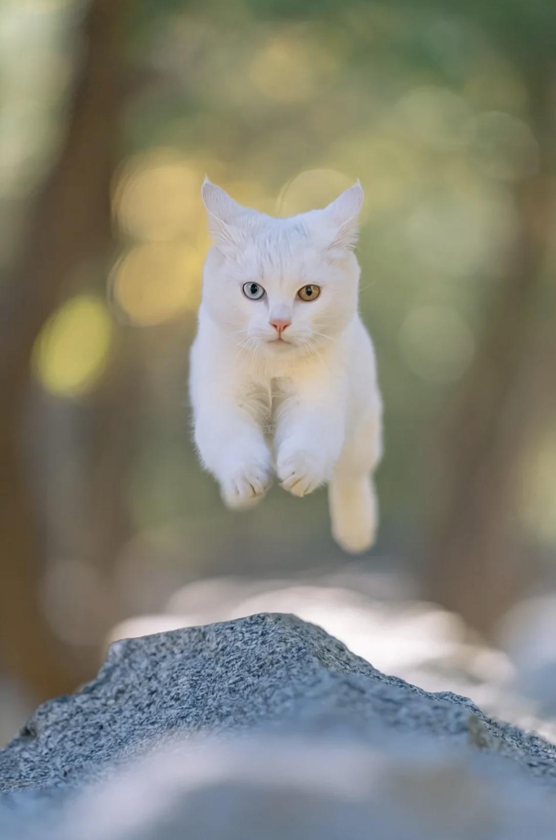 治愈系壁纸｜132张可爱小猫咪的样子