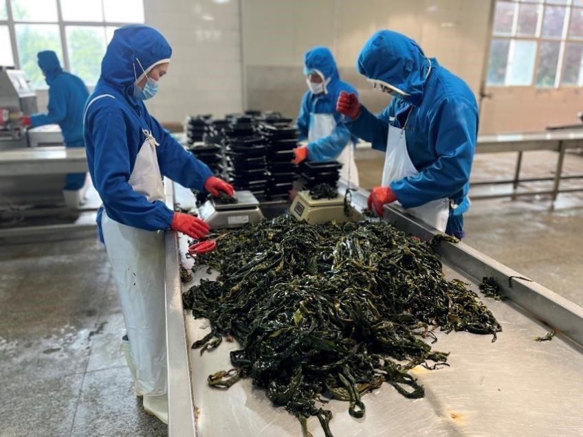 鑽ｆ垚娴峰甫鍙戝睍鐜扮姸,鑽ｆ垚娴峰甫浜т笟