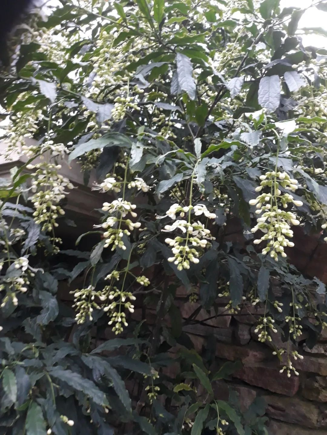 养了一年的垂丝茉莉终于开花了,垂丝茉莉立秋后如何养护