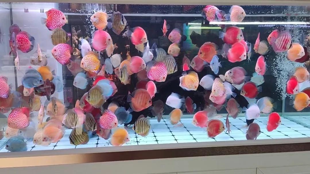 水族开网店需要什么,新手做水族店注意事项