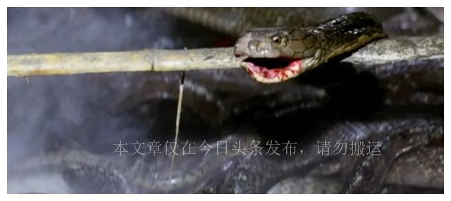 真实蛇有多可怕,真实的蛇洞