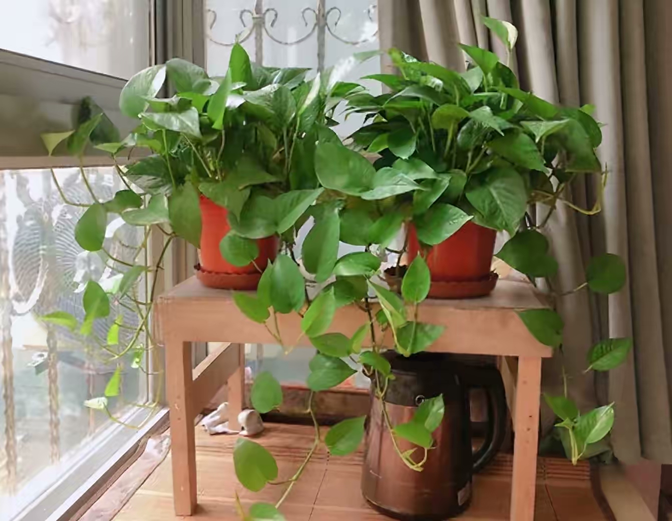 卫生间可养“6种花”，耐阴好养，吸收水分杀毒灭菌，干净清爽