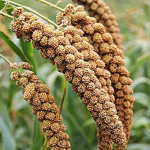 大黄米是黍子米吗,粘大黄米和糯小黄米的区别