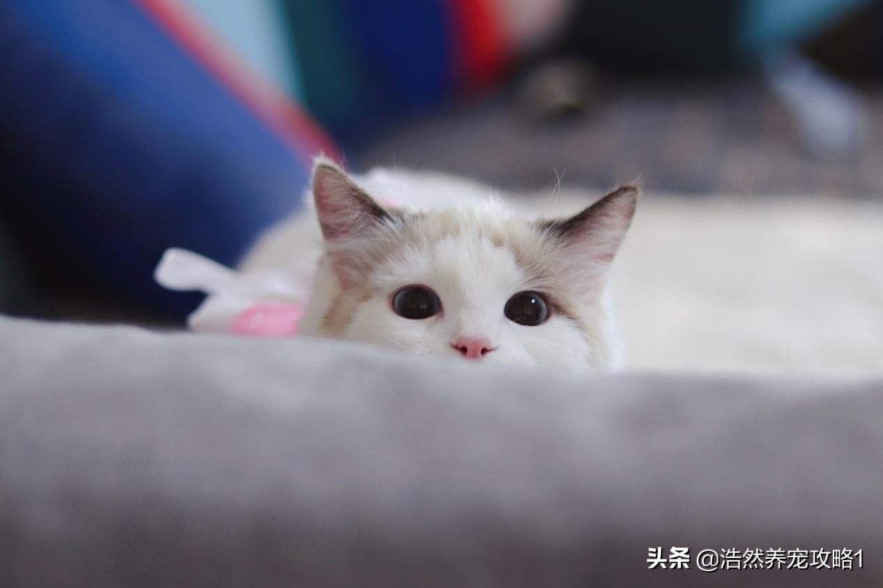 猫咪吃维生素b能治疗猫癣吗,猫咪得了猫癣怎么治疗好得快一些