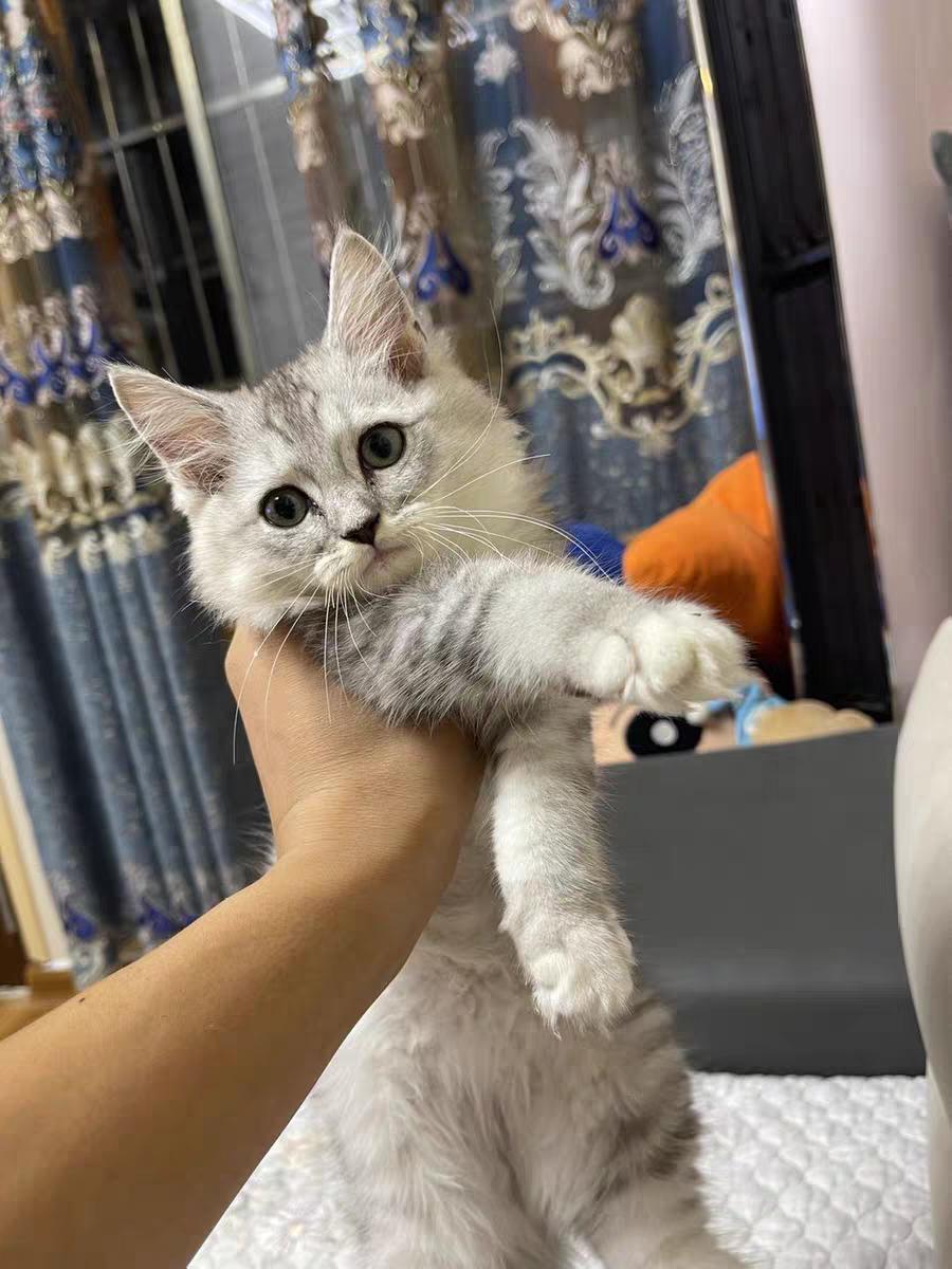 缅因猫出生后多大开始吃猫粮,缅因猫一天能吃300克猫粮