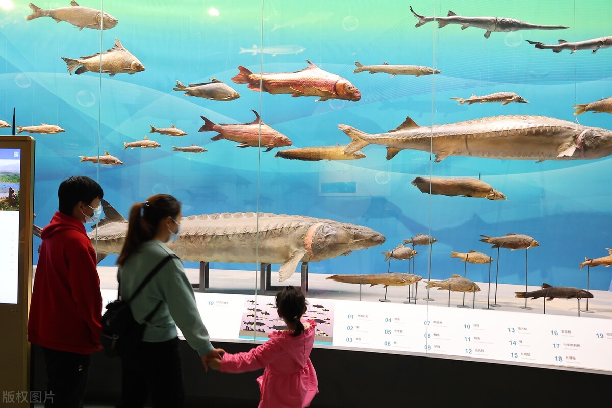 真实的自我与虚假的自我,真实的自我和虚假的自我