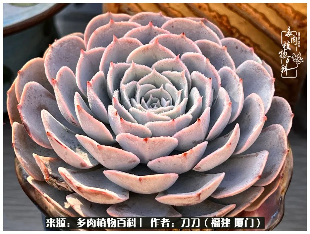 多肉夏季不好养品种有哪些,高花盆为什么养不好多肉