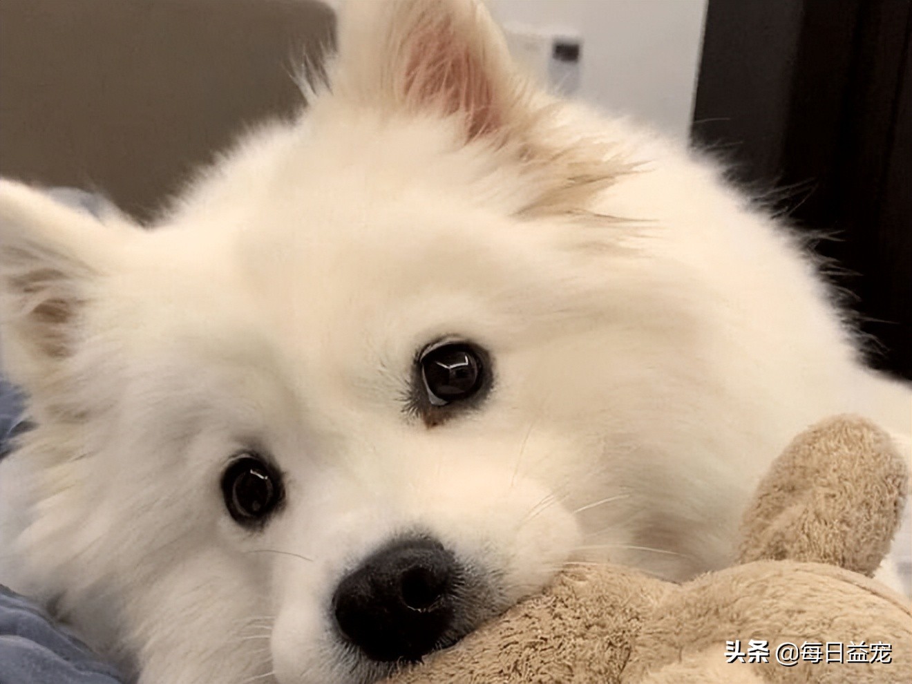 狗狗长时间在地板上走会有趴蹄,狗狗关节积液频繁出现