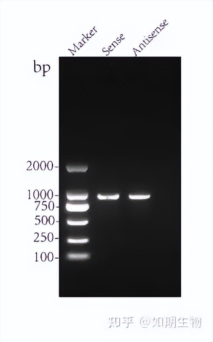 rnapulldown结果解读,rnapulldown实验结果