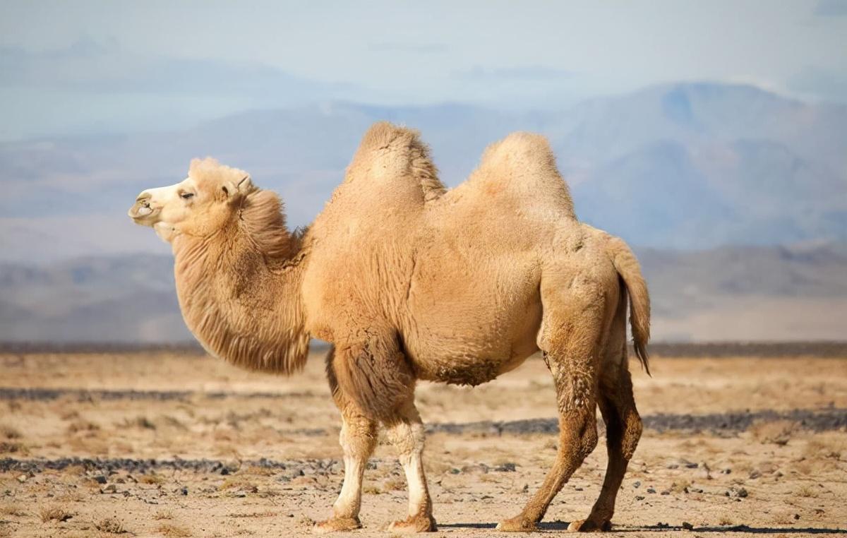 骆驼免疫球蛋白,骆驼的免疫方法