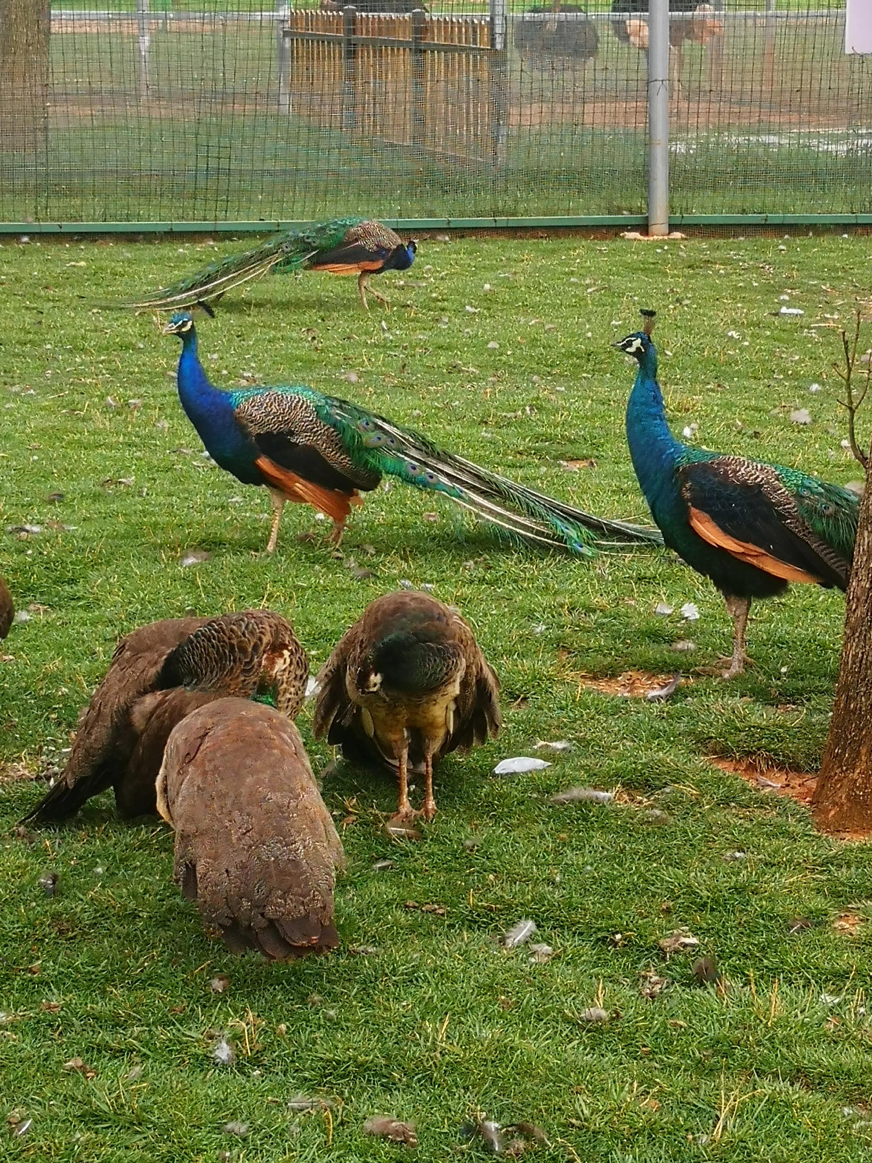 孔雀悠闲地在草地上嬉戏