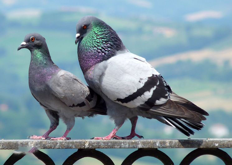 素食宠物食品,素食宠物零食有哪些品种