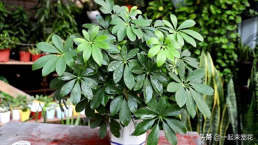 客厅种什么树风水最好,家中适合种的五种树