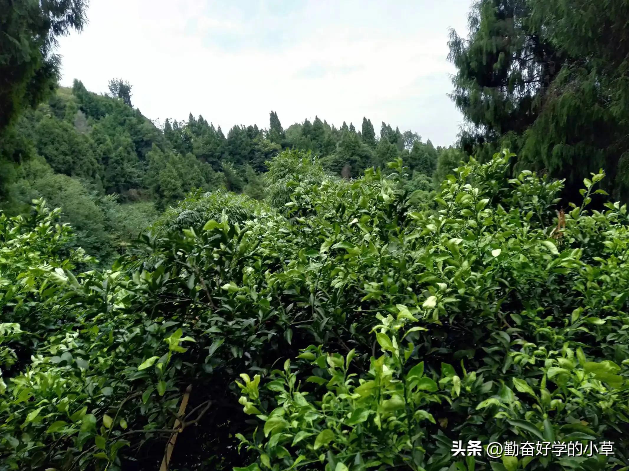 感染奥密克戎怎么办,奥密克戎感染者