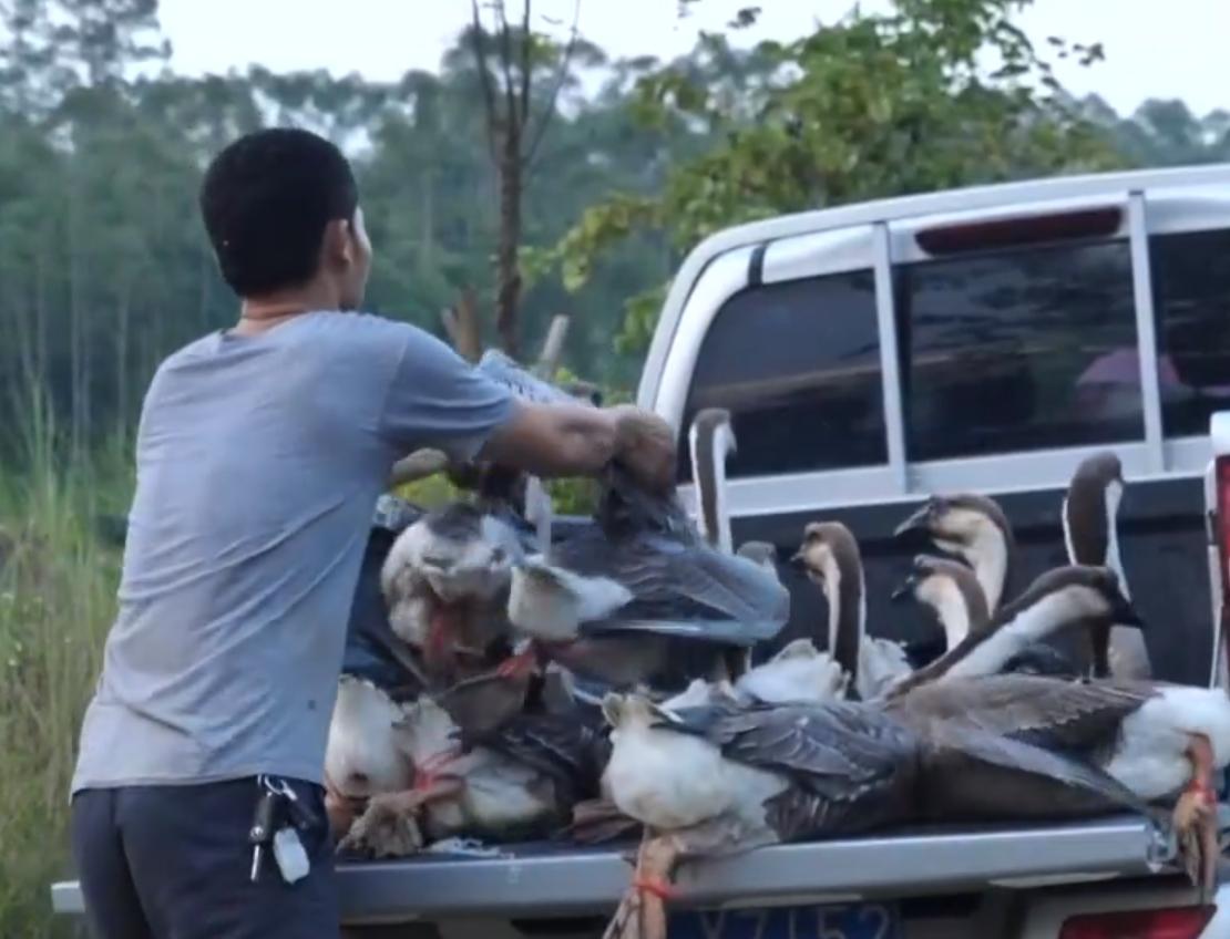 养鹅创业致富门路,90后小伙创业林下养殖大鹅