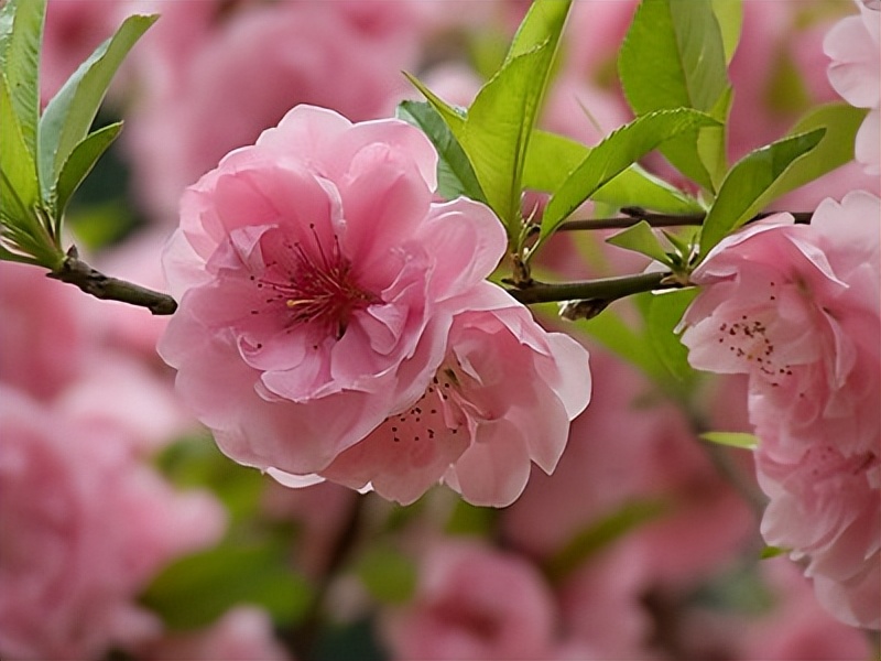 春色满园、百花争艳,究竟哪首“花歌”最惊艳?