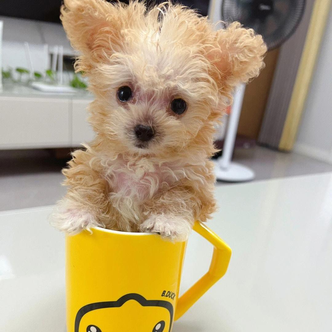 盘点狗界五大败家子你敢养吗,犬界五大难养的狗