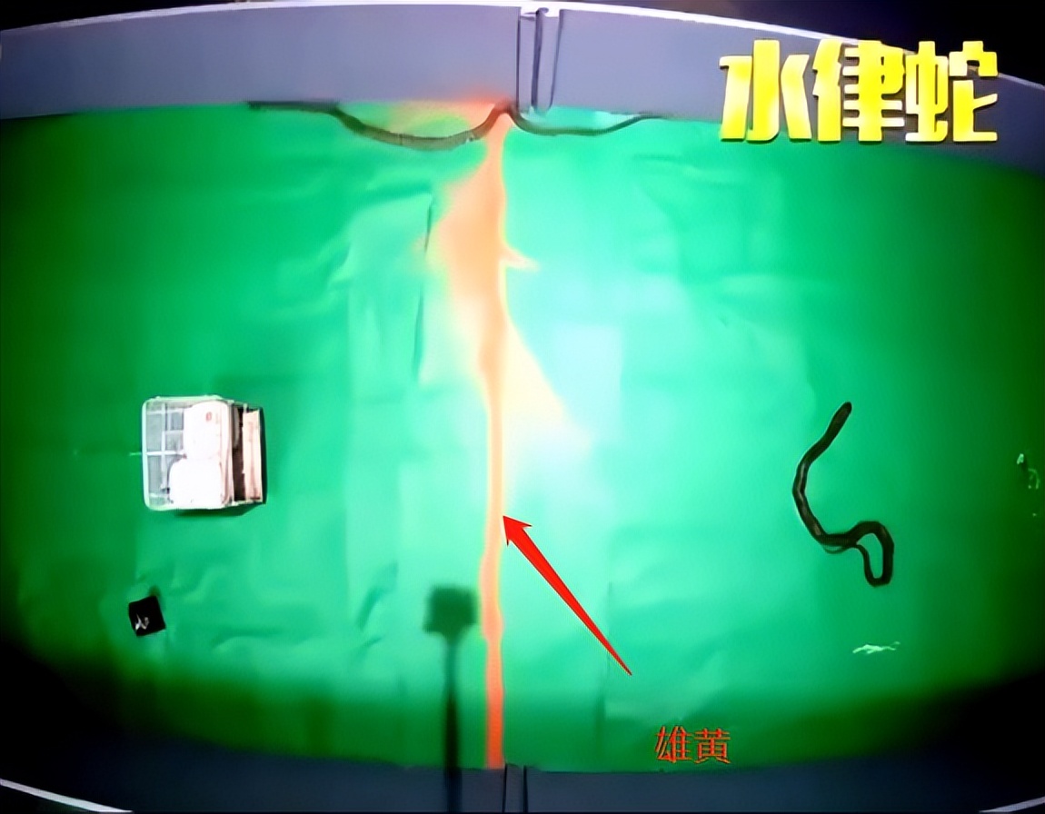 眼镜王蛇吃眼镜母王蛇真实记录,眼镜王蛇在蛇类中有天敌吗