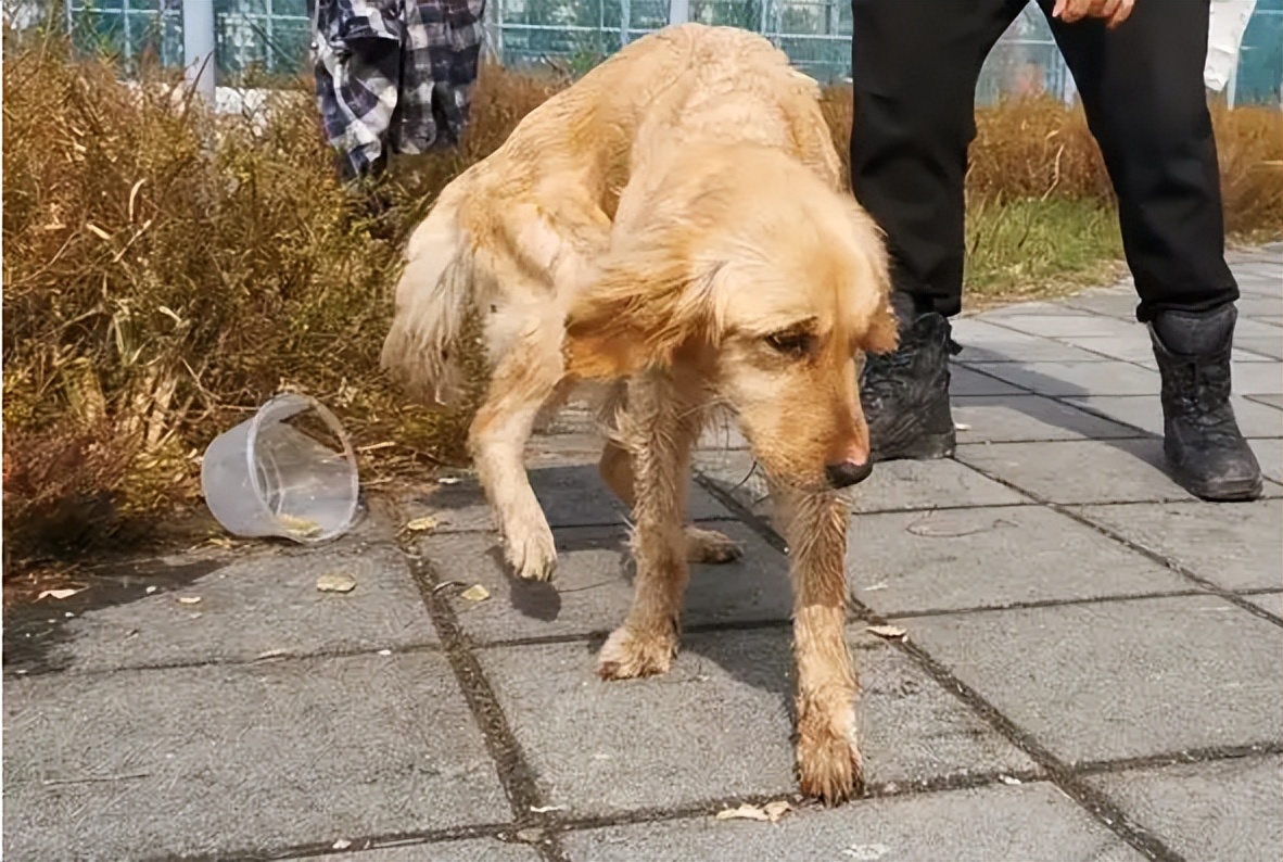 警告！狗狗这些迹象，代表身体有“寄生虫”