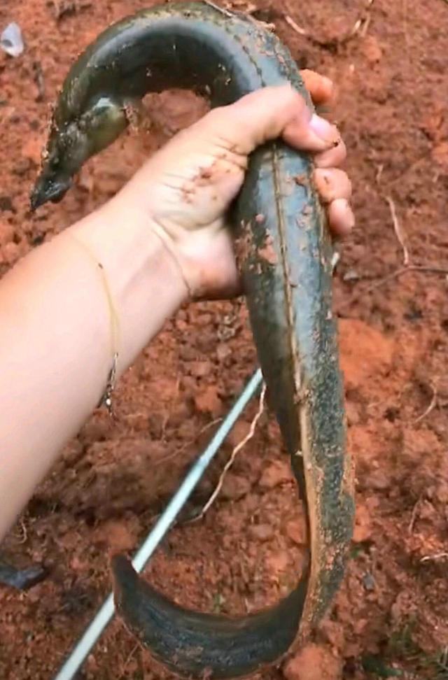 江苏钓友钓到稀有鱼种,泥鳅精钓鱼