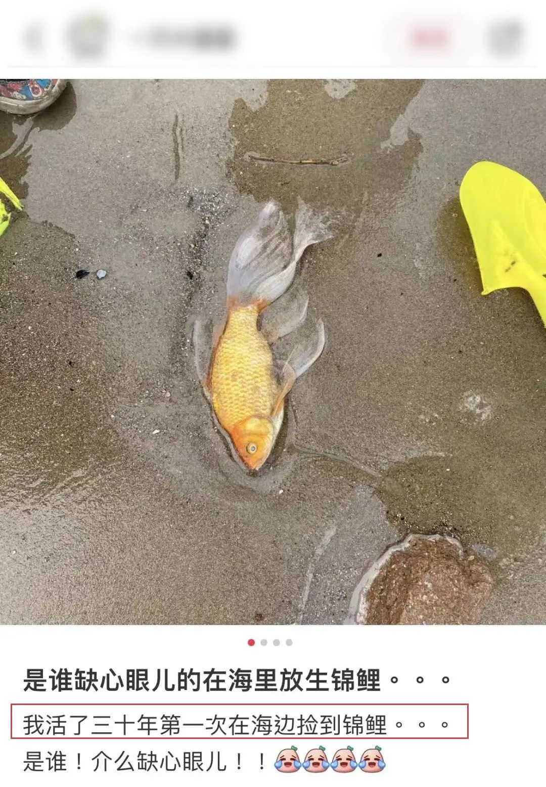 那些胡乱放生的人,那些放生的人都怎么想的