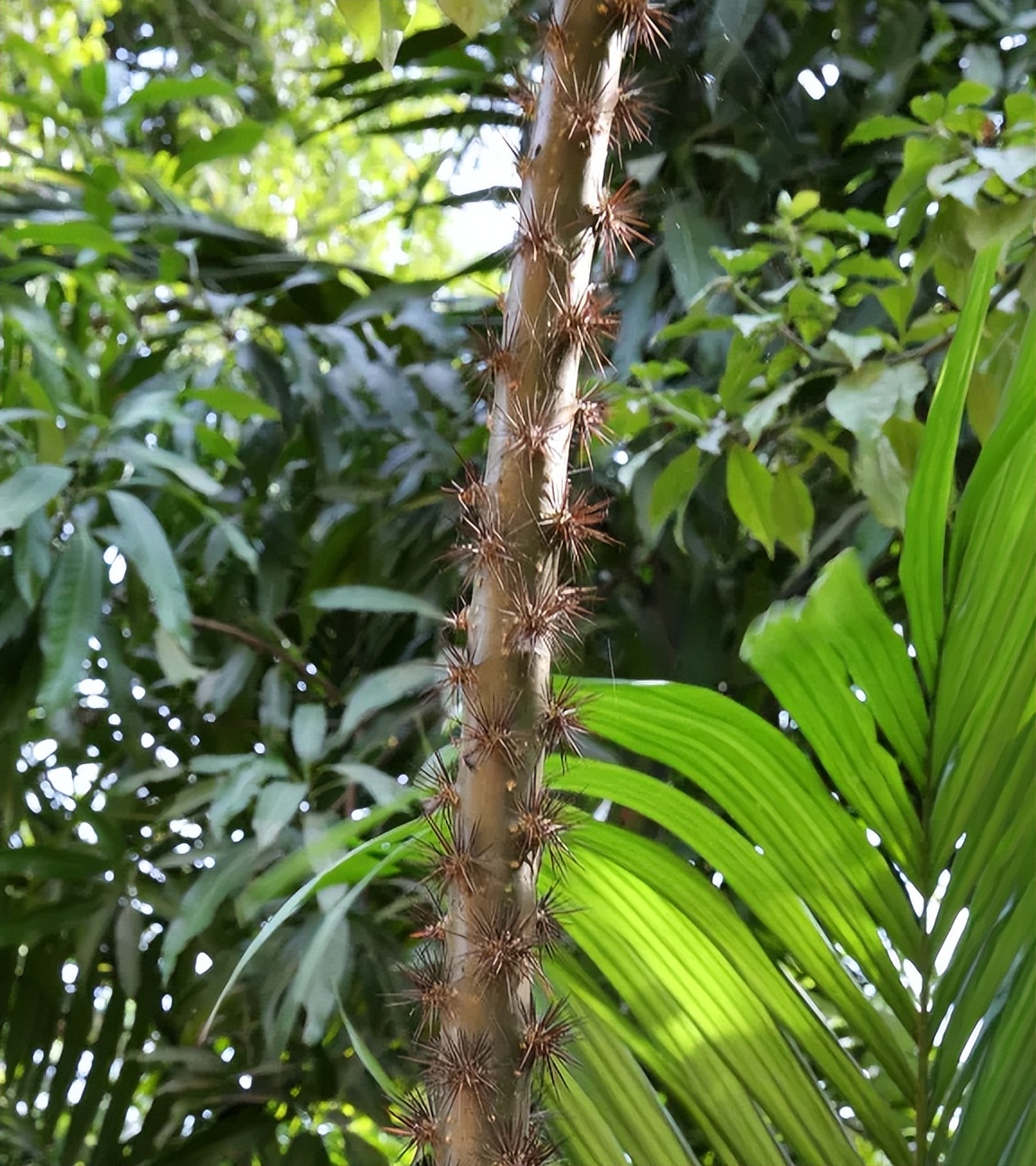 最美最惊艳的仙人掌花,仙人掌奇花图片大全