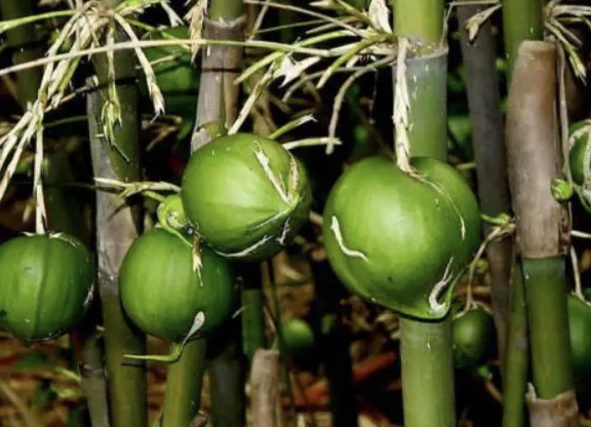 竹米究竟有多珍贵,竹子上长的大米