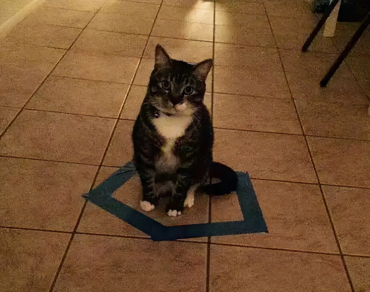 猫在地上画个圈,画一个圈圈真的能把猫圈在里面吗