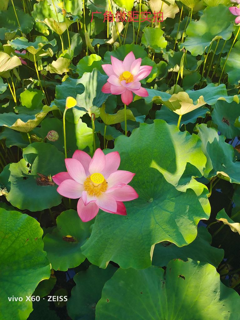 近期vivox60会降价吗,vivox70降价