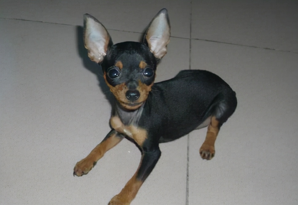 调皮的小鹿犬，误食很多驱虫药，该怎么办呢？